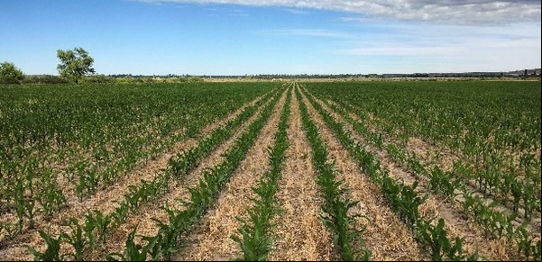 El cultivo que puede abrir la llave para extender la frontera agropecuaria a zonas inhóspitas