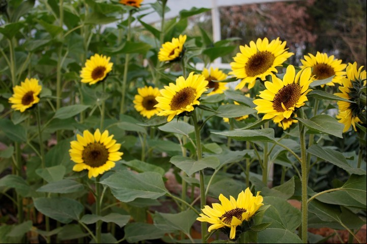 Los girasoles pueden alcanzar hasta tres metros de altura en solo tres a cuatro meses. Foto: Archivo Clarín.
