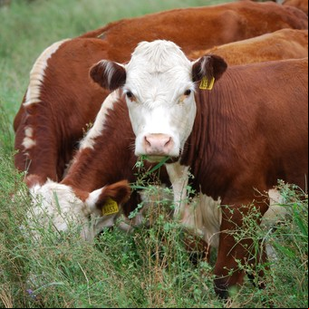 El pecado de la carne en la Cop26 de Glasgow