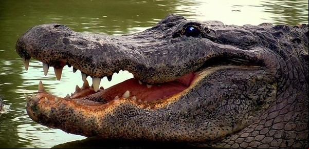 Una embarazada cocinaba en su casa, llegó la inundación y un cocodrilo, y tuvo un triste final