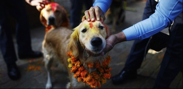 Nepal, el país que venera a los perros y los trata como dioses por un día
