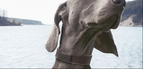Crean un collar inteligente para mascotas que funciona como un Apple Watch