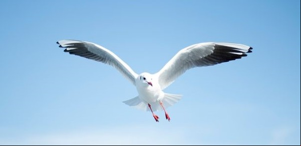 ¿Qué significa la gaviota en la obra de Chéjov? 