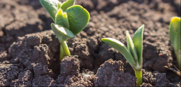 La nueva agenda y el nuevo mercado de la agroindustria que brilló en Expoagro