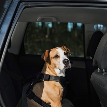 Viajar con mascotas en el auto: los rios que deberías usar y cuánto cuestan