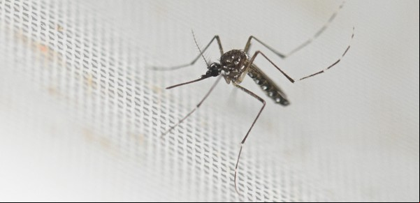 Polémica medida anti dengue: una ciudad ofrece dinero a cambio de mosquitos