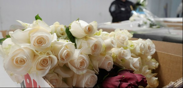 Llegaron 940 millones de flores a Miami para San Valentín