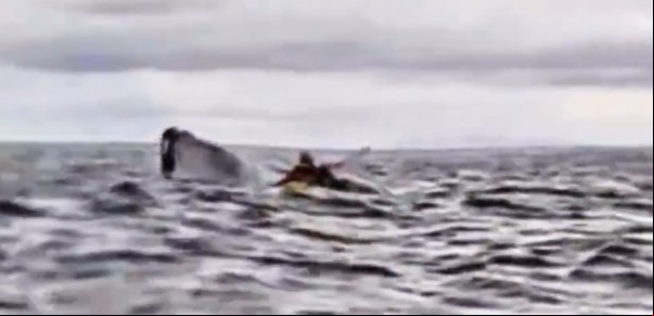 La ballena que nos tragó a todos