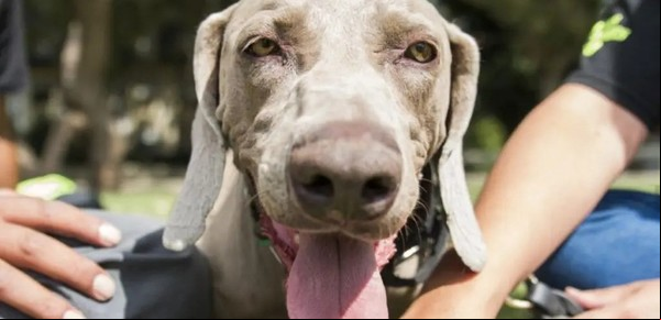 Murió el "Messi" de los perros rescatistas y piden hacerle una estatua