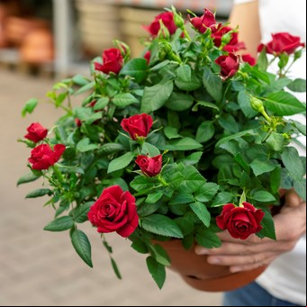 Los 10 secretos de jardineros expertos para mantener las rosas sanas y con flores todo el año