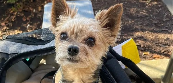 Demandó por millones al veterinario por sacarle 16 dientes a su perro y dejarlo morir