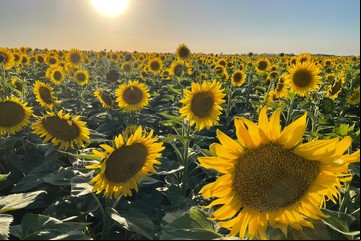 Versatilidad y tolerancia, las fortalezas de los nuevos híbridos de girasol