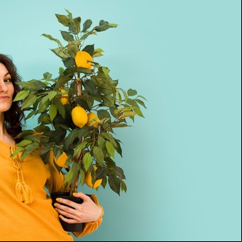 Esta es la forma de proteger a tu limonero de la ola polar: las claves para cuidar sus raíces
