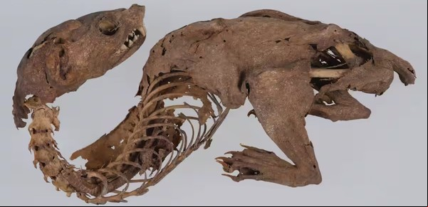 Encontraron la respuesta al misterio del "dragón arcoíris" momificado