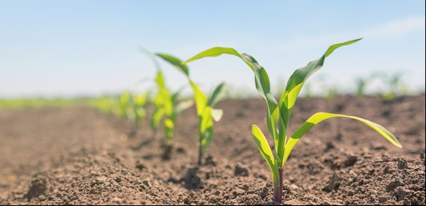Se aleja el temor de un nuevo brote fuerte de una plaga letal y la primera intención de siembra de maíz en la principal región agrícola es optimista