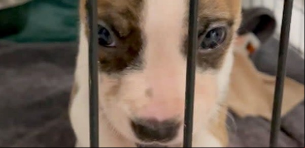 Aterrador giro en el caso del pitbull que supuestamente mató a una beba de un mes: ¿y si no fue el perro?