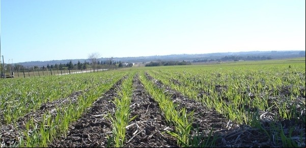 Tras las lluvias en mayo,  compromete la siembra de trigo en una de las principales zonas