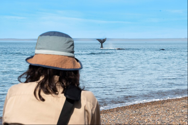 Observación de ballenas desde El Doradillo, a 15 km de Madryn. Foto Ente de Turismo Puerto Madryn