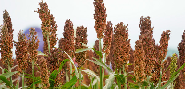 La oportunidad que se le presenta a un cultivo en medio de la guerra comercial entre China y Estados Unidos